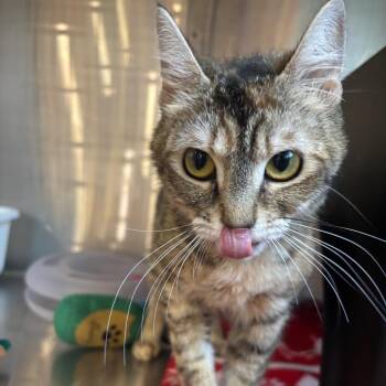 Tia -  Domestic Short Hair Cat for Adoption in Spokane, Washington - Tia | PetCurious