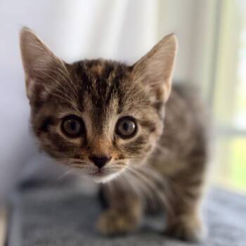 Vidia -  Domestic Short Hair Cat for Adoption in Mebane, North Carolina - Vidia | PetCurious