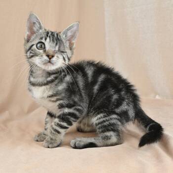 Popeye -  Domestic Short Hair Cat for Adoption in Mobile, Alabama - Popeye | PetCurious