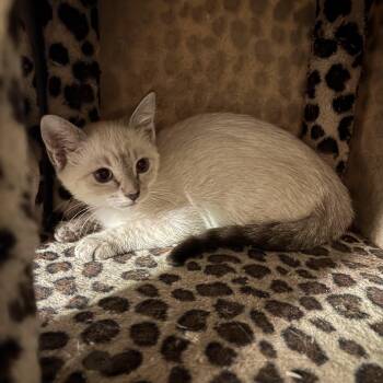 Bear -  Siamese Cat for Adoption in Bentonville, Arkansas - Bear | PetCurious