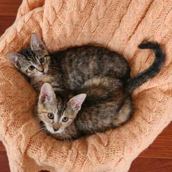 Cara and Pallas (caramel tabbies) -  Tabby Cat Available for Adoption in Allen, Texas - Cara And Pallas (caramel Tabbies) | PetCurious