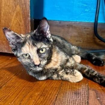 Wilkie -  Domestic Short Hair Cat for Adoption in Green Bay, Wisconsin - Wilkie | PetCurious