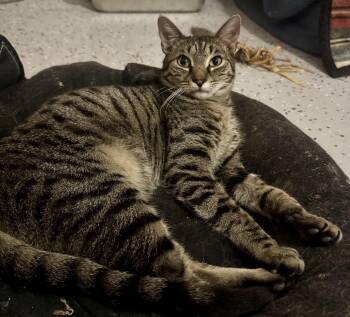 Domestic Short Hair Cats Available for Adoption - Fletcher =^.^= | PetCurious