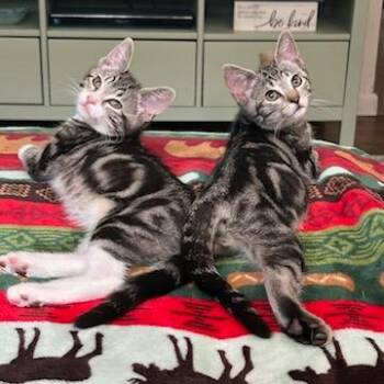 Margorie -  Domestic Short Hair Cat for Adoption in Salt Lake City, Utah - Margorie | PetCurious