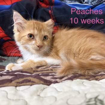 Peaches -  Domestic Long Hair Cat for Adoption - Peaches | PetCurious