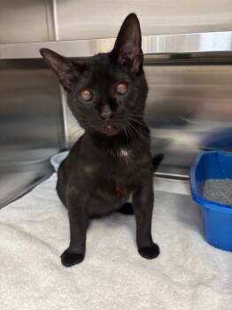 Catnip -  Domestic Short Hair Cat for Adoption in Columbus, Nebraska - Catnip | PetCurious