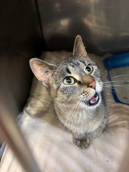 Domestic Short Hair Cats Available for Adoption in Virginia, Minnesota - Kalypso | PetCurious