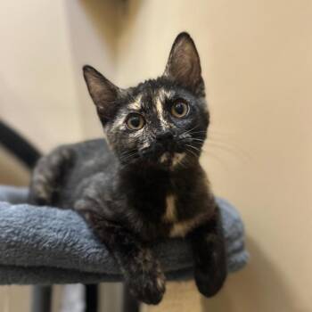 Montana -  Domestic Short Hair Cat for Adoption in Tipton, Indiana - Montana | PetCurious