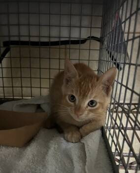 Rescue Domestic Short Hair Cats for Adoption in Honolulu, Hawaii - 59725970 | PetCurious