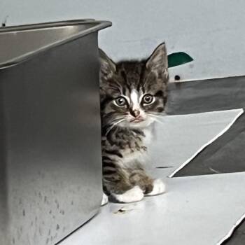 Floyd -  Domestic Short Hair Cat for Adoption in Woodstock, Ontario - Floyd | PetCurious