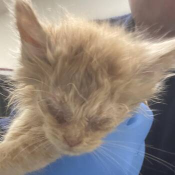 72353 -  Domestic Short Hair Cat for Adoption in Harrisonburg, Virginia - 72353 | PetCurious