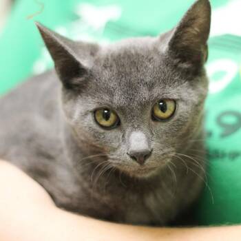 Chai -  Domestic Short Hair Cat for Adoption in Versailles, Kentucky - Chai | PetCurious