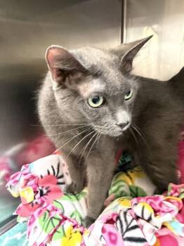Lotus -  Domestic Short Hair Cat for Adoption in Wheaton, Illinois - Lotus | PetCurious