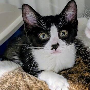 STARLEY bonded with SHAWNEE -  Domestic Short Hair Cat for Adoption in Delhi, Ontario - STARLEY Bonded With SHAWNEE | PetCurious