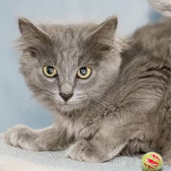 Brookings -  Domestic Long Hair and Domestic Short Hair Cat for Adoption in Camano, Washington - Brookings | PetCurious