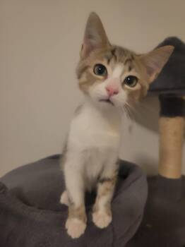 Adam -  Domestic Short Hair Cat for Adoption in Los Angeles, California - Adam | PetCurious