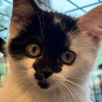 Codelia -  Domestic Medium Hair Cat for Adoption in Huntington, West Virginia - Codelia | PetCurious