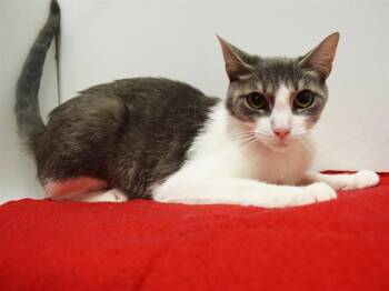 DEMONA -  Domestic Short Hair Cat for Adoption in Sacramento, California - DEMONA | PetCurious