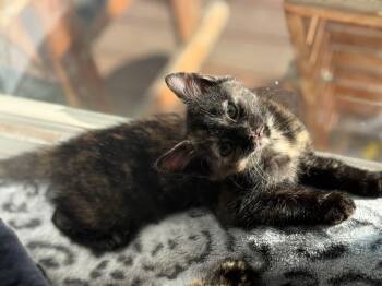 Domestic Short Hair Cats Available for Adoption in Odenton, Maryland - Mocha | PetCurious