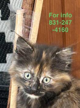 Willow -  Tortoiseshell Cat for Adoption in Santa Cruz, California - Willow | PetCurious