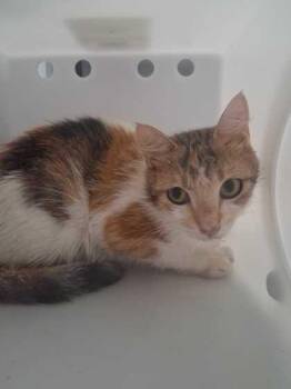 Mars -  Domestic Short Hair Cat for Adoption in Sevierville, Tennessee - Mars | PetCurious