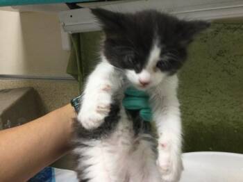 Domestic Short Hair Cats Available for Adoption in Riverside, California - PEPPERJACK | PetCurious