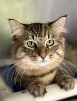 Domestic Short Hair Cats Available for Adoption - Harvey | PetCurious