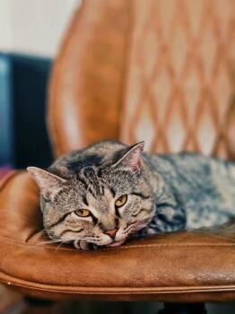 Domestic Short Hair Cats Available for Adoption - Swayze | PetCurious