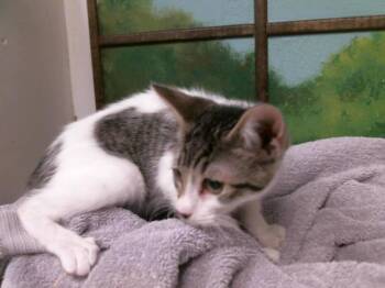 A2083913 -  Domestic Short Hair Cat for Adoption in Houston, Texas - A2083913 | PetCurious