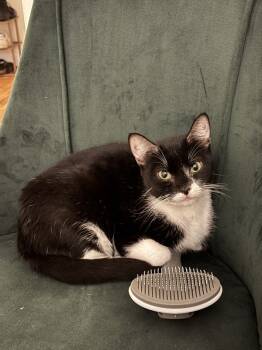 Rescue Domestic Short Hair Cats for Adoption in New York, New York - Wish | PetCurious