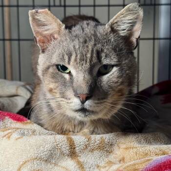 Arnie -  Domestic Short Hair Cat for Adoption in Los Angeles, California - Arnie | PetCurious
