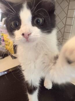 Ava -  Domestic Medium Hair Cat for Adoption in Columbia, South Carolina - Ava | PetCurious