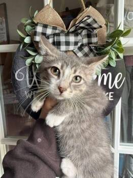 Frank -  Domestic Short Hair Cat for Adoption in Berwick, Pennsylvania - Frank | PetCurious