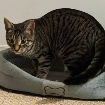Reba (f) 1yrs old brown tabby -  Domestic Short Hair Cat for Adoption in Ottawa, Ontario - Reba (f) 1yrs Old Brown Tabby | PetCurious