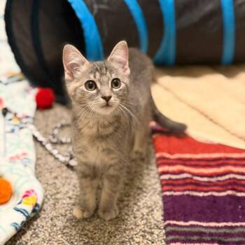 Cinnamon Toast Crunch -  Domestic Short Hair Cat for Adoption in Sandy Springs, Georgia - Cinnamon Toast Crunch | PetCurious