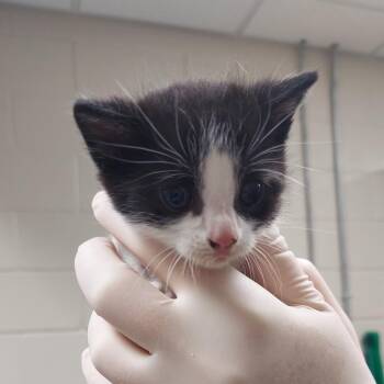 Shinedown -  Domestic Short Hair Cat for Adoption in Reno, Nevada - Shinedown | PetCurious