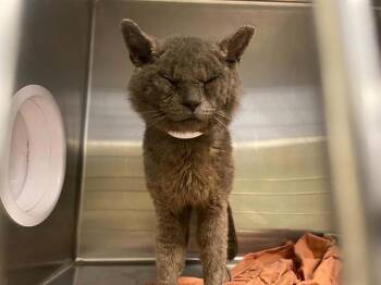 LOOTI -  Domestic Short Hair Cat for Adoption in Tustin, California - LOOTI | PetCurious