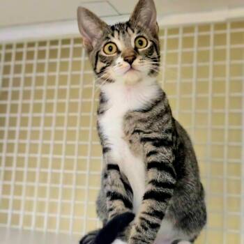 Jasmine -  Domestic Short Hair Cat for Adoption in Buffalo, New York - Jasmine | PetCurious