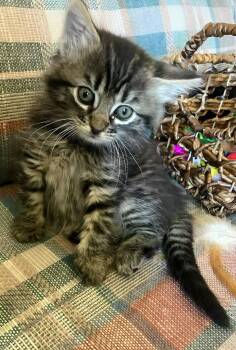 Tabby Cats Available for Adoption in Campbell, California - Ellie | PetCurious