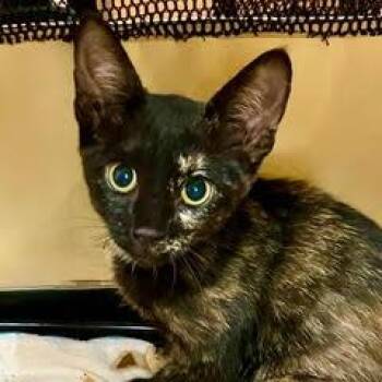 Jenga -  Tortoiseshell Cat for Adoption in Green Valley, Arizona - Jenga | PetCurious