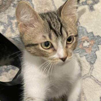 Chucky Shaw -  Domestic Short Hair Cat for Adoption in Eagle Mountain, Utah - Chucky Shaw | PetCurious