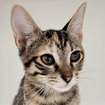 Cricket 3 -  Domestic Short Hair Cat for Adoption in Cumming, Georgia - Cricket 3 | PetCurious