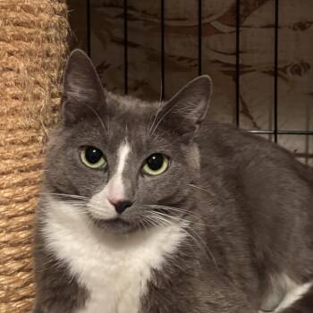 Avery -  Domestic Short Hair Cat for Adoption in Redwood City, California - Avery | PetCurious