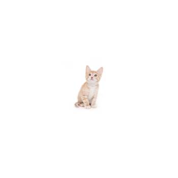 Domestic Short Hair Cats Available for Adoption in Los Angeles, California - Topaz | PetCurious
