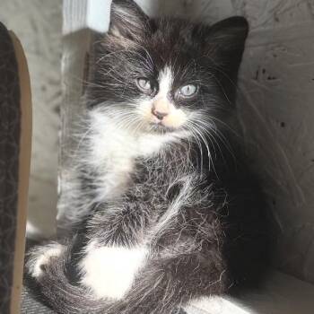 Jaggar -  Domestic Short Hair Cat for Adoption in Santa Rosa Beach, Florida - Jaggar | PetCurious