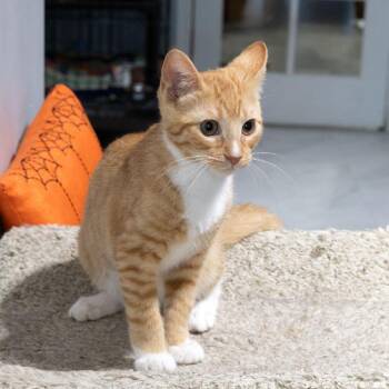 Mewtwo -  Domestic Short Hair Cat for Adoption in Mckean, Pennsylvania - Mewtwo | PetCurious