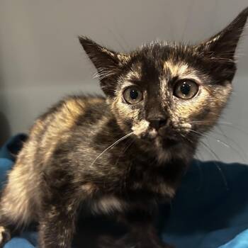 Samir -  Domestic Short Hair Cat for Adoption in Chattanooga, Tennessee - Samir | PetCurious