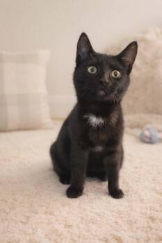 Domestic Short Hair Cats Available for Adoption - Wendy | PetCurious