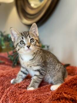 Maisie at Canton PetSmart Adoption Center Michigan Ave -  Tabby Cat for Adoption in Taylor, Michigan - Maisie At Canton PetSmart Adoption Center Michigan Ave | PetCurious