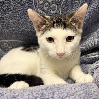 Tuxedo -  Domestic Short Hair Cat for Adoption in Long Beach, California - Tuxedo | PetCurious